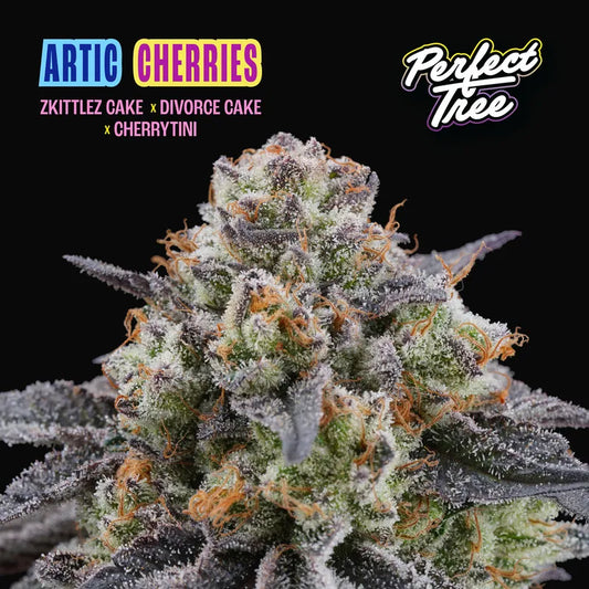 Perfect Tree - Artic Cherries