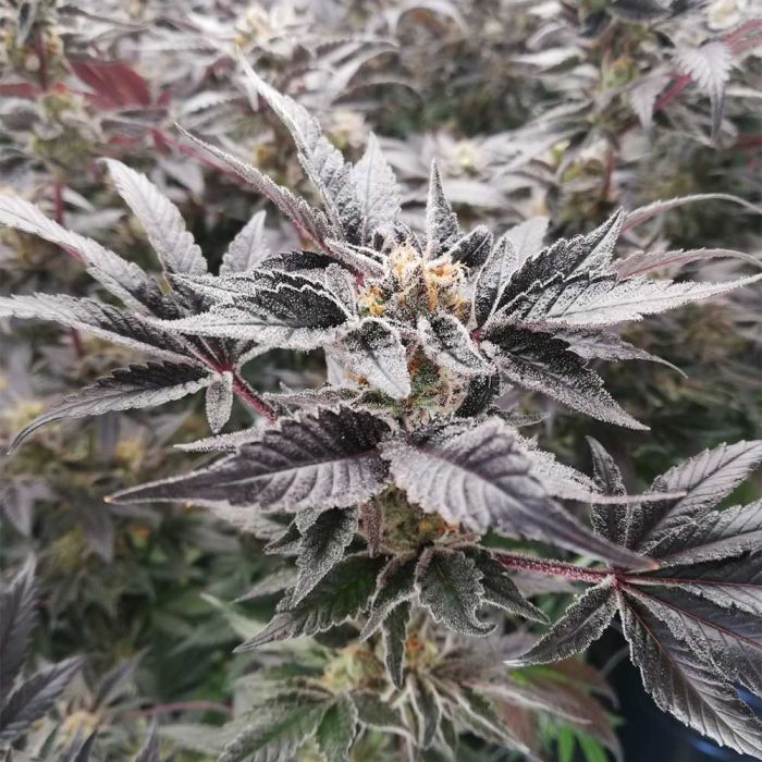 BloodSport - Black Tuna Seeds
