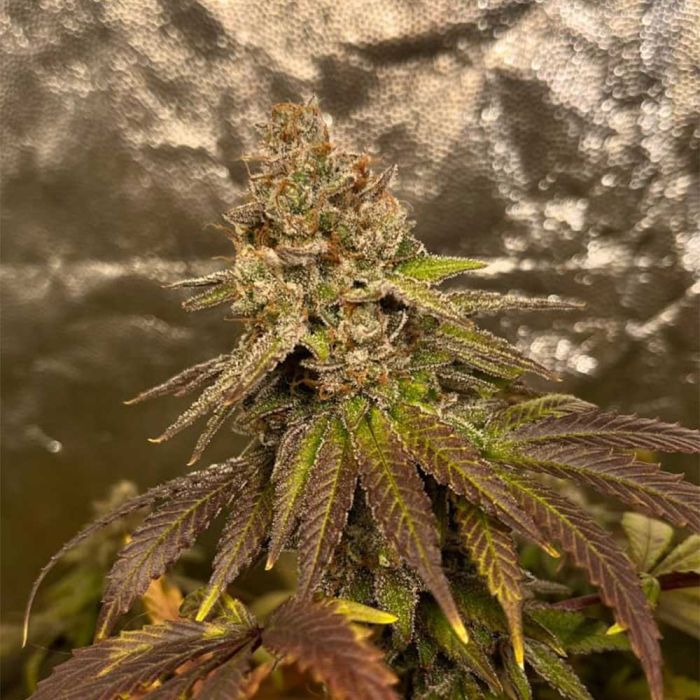 Grapplez - Black Tuna Seeds