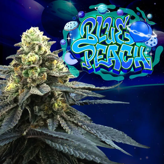 Perfect Tree - Blue Peach
