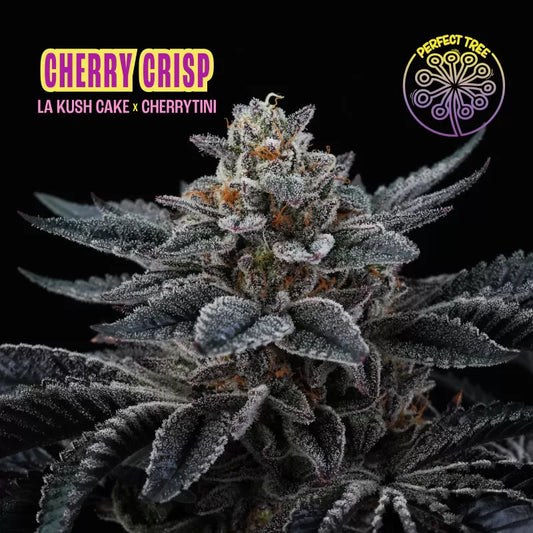 Perfect Tree - Cherry Crisp