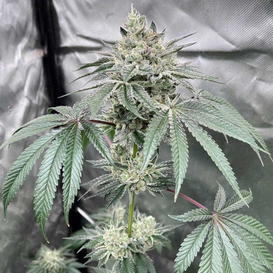 Gas Drops  - Concious Genetics