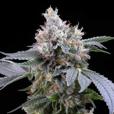 Cookies - Dirty Banana