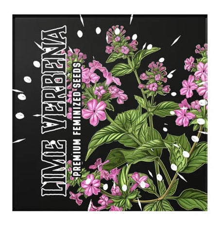 Doja - Lime Verbena