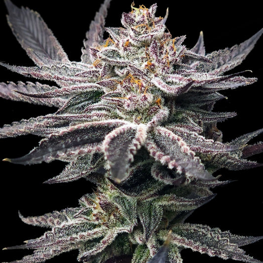 Double Duked Feminized Seeds – Elev8 Seeds Genetics