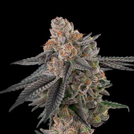 Backed Apple Cherries Feminized Seeds – Elev8 Seeds Genetics