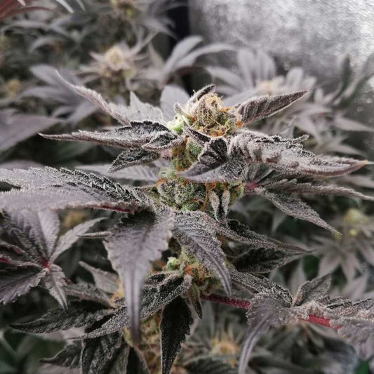 BloodSport - Black Tuna Seeds