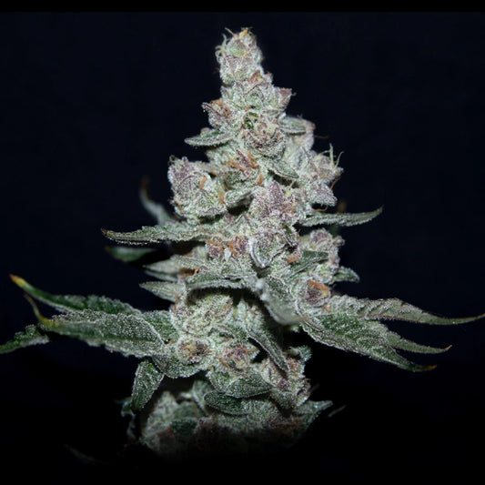 Fire 'n Ice Feminized Seeds – Elev8 Seeds Genetics