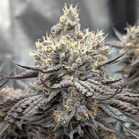 Cherry Sorbet Feminized Seeds – Elev8 Seeds Genetics