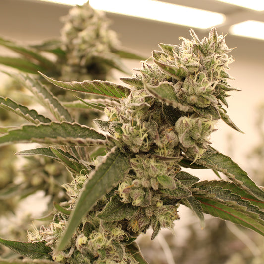 Grape Pizza – Feminized Terphogz Genetics
