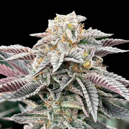 Sour Burger - Grateful Seeds