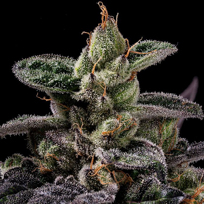 Northern Runtz - Green Bodhi Premium Cannabis Samen – Gas Station Co. Seeds
