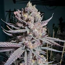Trap God - Solfire Gardens