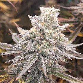 Gelato Kiss Feminized Seeds – Elev8 Seeds Genetics