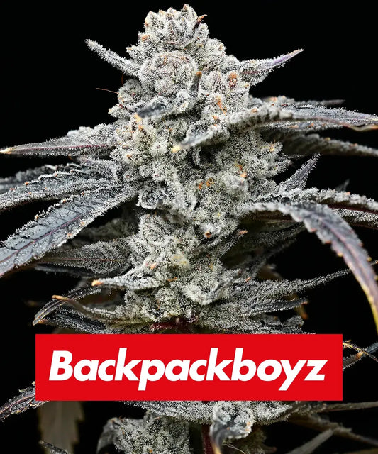 Lemon Cherry Gelato - Backpackboys x Barneys