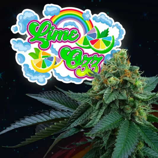 Perfect Tree - Lime Ozz