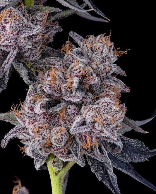 New Money - Compound Genetics