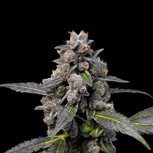 Cookies - Pink Passion Fruit