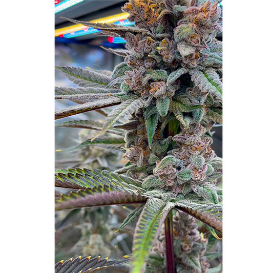 Red Skrrt Banger – Feminized Terphogz Genetics