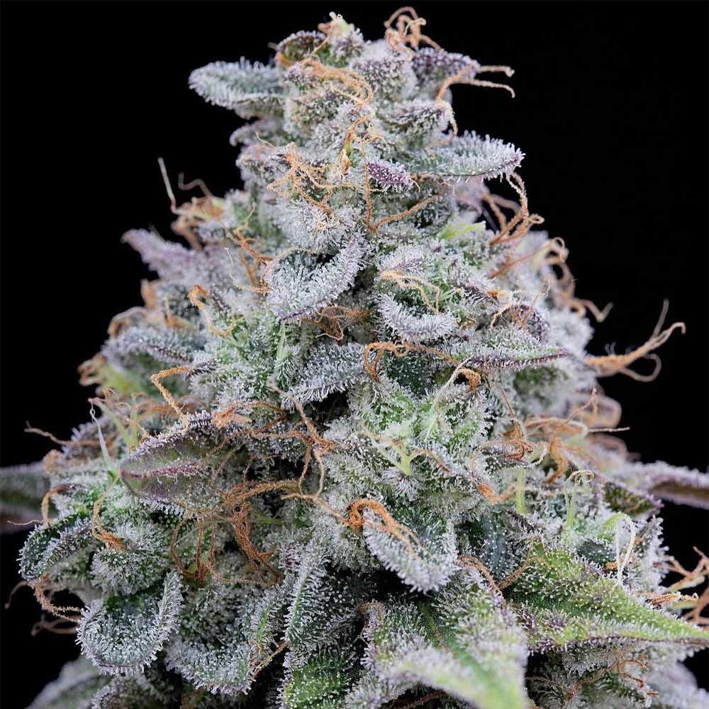 Pink Limez - Lemon Tree S1 x Runtz Grounded Genetics LTD DROP