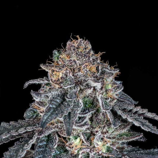 Grape Venom - Black Tuna Seeds