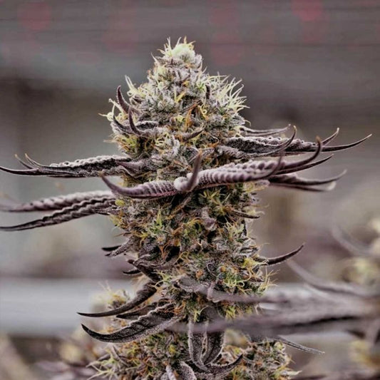 Melted Oreoz - Holy Smoke Seeds