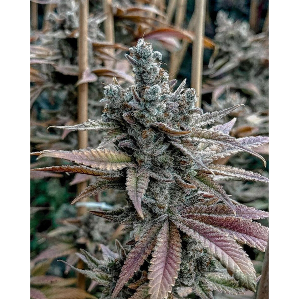 Lemon Elixir Feminized Seeds - Solfire Gardens