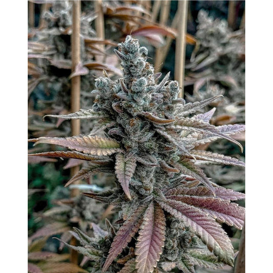 Lemon Elixir Feminized Seeds - Solfire Gardens
