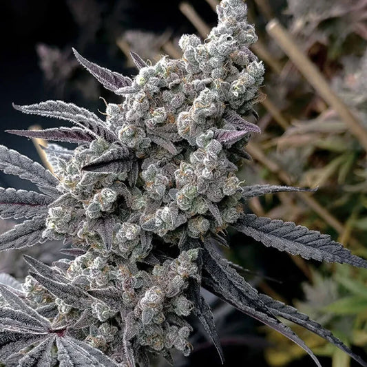 Pineapple Pucker Feminized Seeds - Solfire Gardens