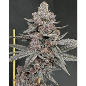 Ripe Feminized Seeds - Solfire Gardens