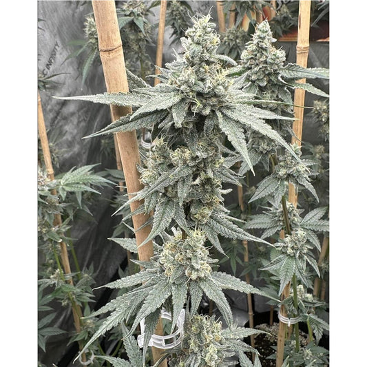 Sundae Supper Feminized Seeds - Solfire Gardens