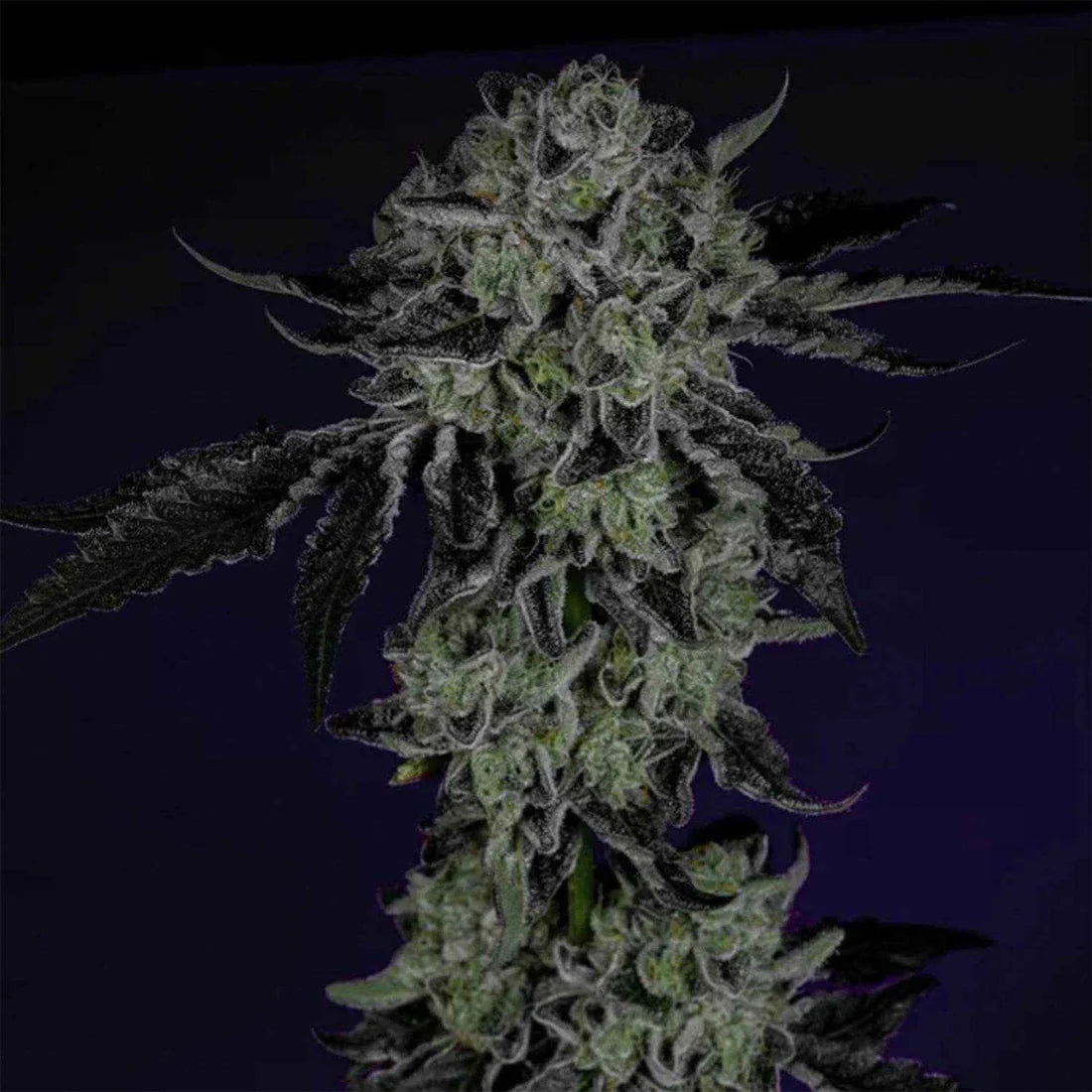 Wizard Tree  - White Zangria (White Runtz x Zangria)
