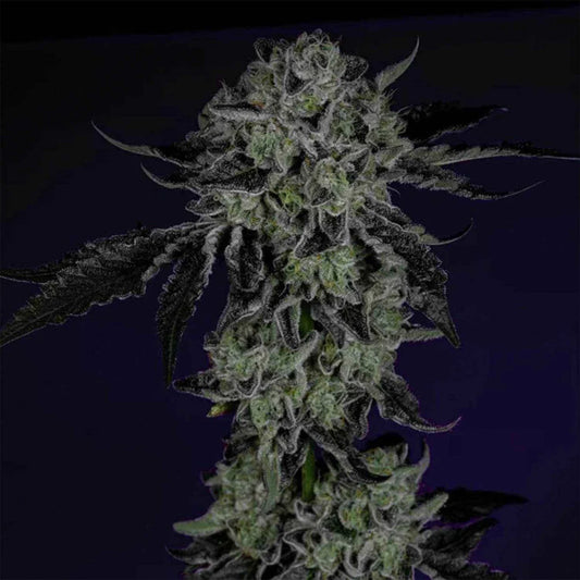 Wizard Tree  - White Zangria (White Runtz x Zangria)