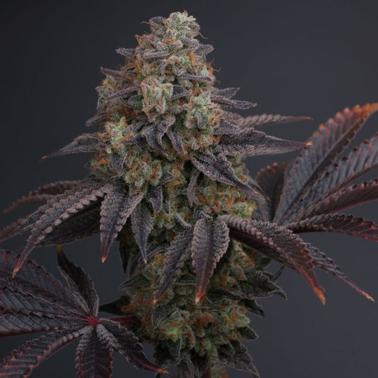 Zowahh V2.0 - Karma Genetics