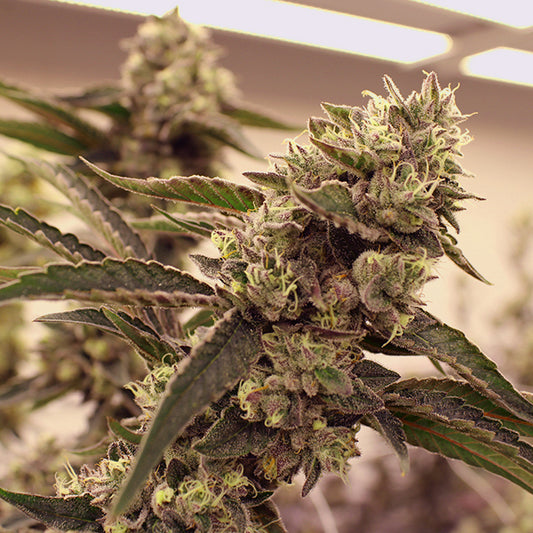 Zerdo Gordo – Feminized Terphogz Genetics
