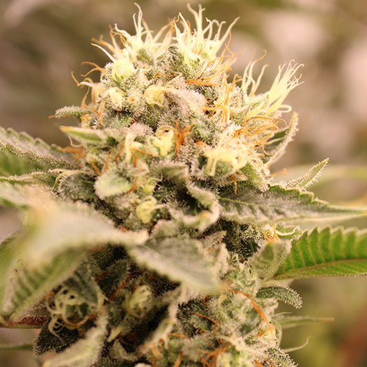 Zuapanga – Feminized Terphogz Genetics