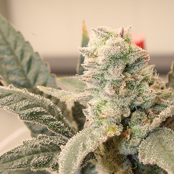 Honey Banana Zuave – Feminized Terphogz Genetics