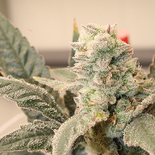 Honey Banana Zuave – Feminized Terphogz Genetics