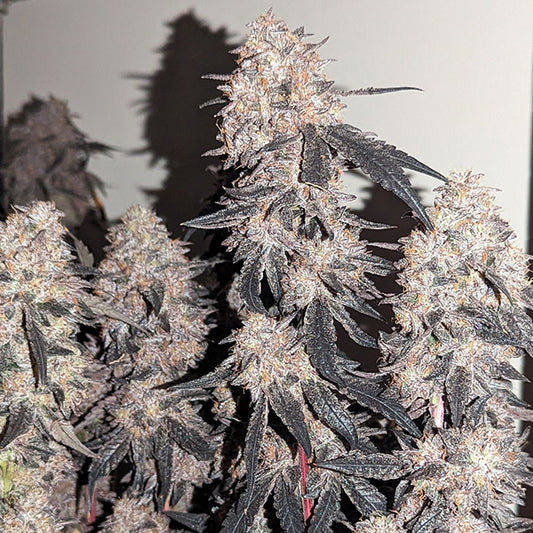 Placa Blava – Feminized Terphogz Genetics