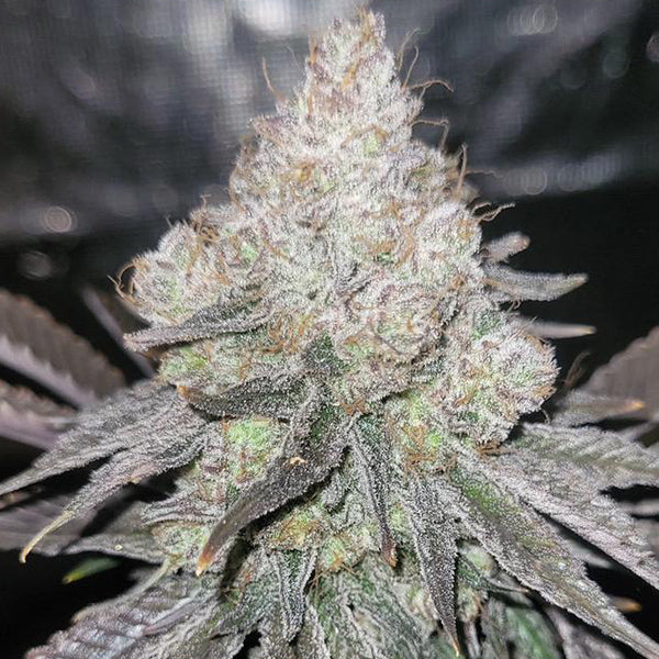 Skkrt Berry Zauva – Feminized Terphogz Genetics