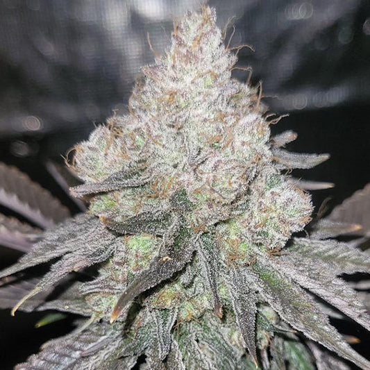 Skkrt Berry Zauva – Feminized Terphogz Genetics