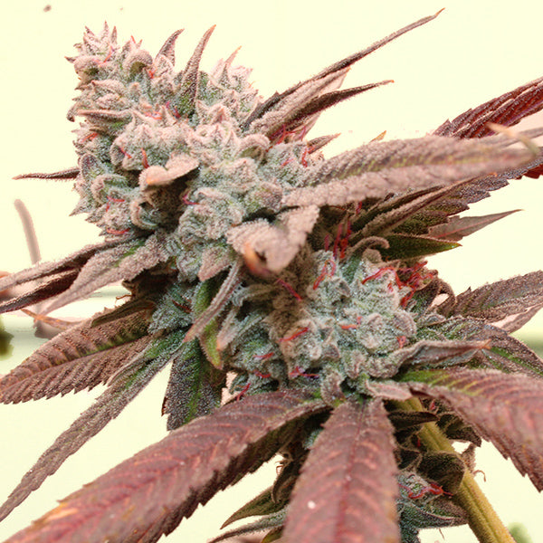 So Fresa – Feminized Terphogz Genetics