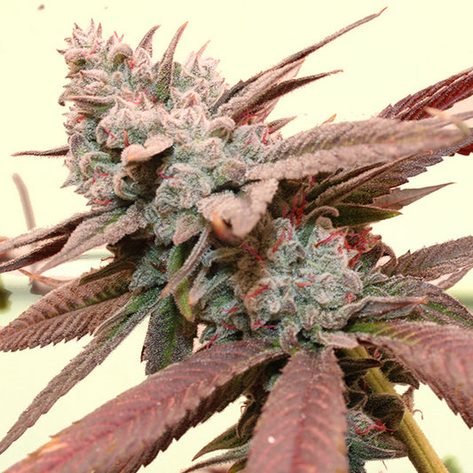 So Fresa – Feminized Terphogz Genetics